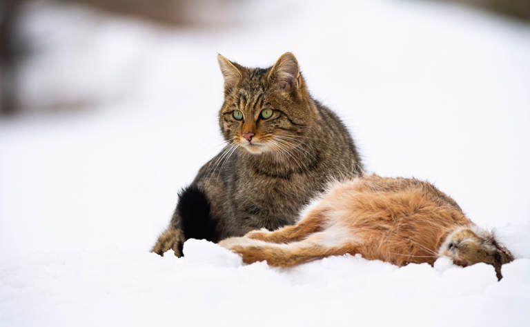 Wildkatze mit totem Hasen.