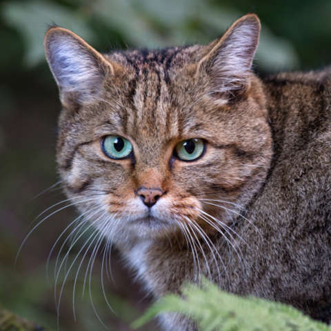 Wildkatze Portrait