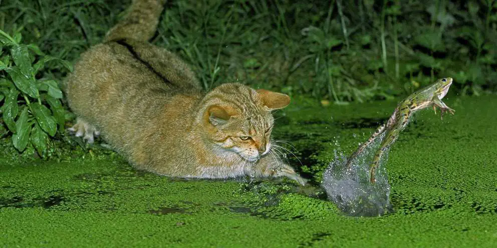 Wildkatze jagt einen Frosch.