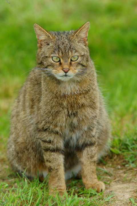 Trächtige, schottische Wildkatze