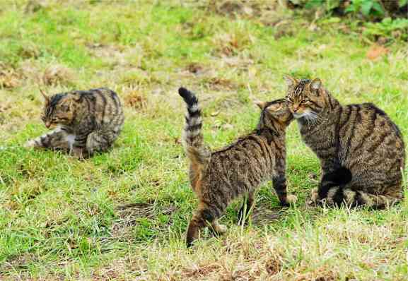 Schottische Wildkatzen - freundliches Kopfstoßen