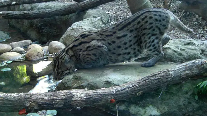 Trinkende Fischkatze