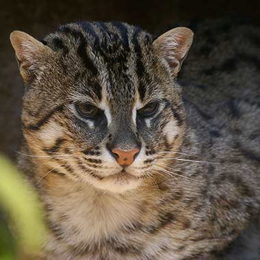 Fischkatze (Prionailurus viverrinus)