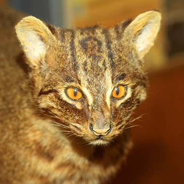 Iriomote Katze Portrait