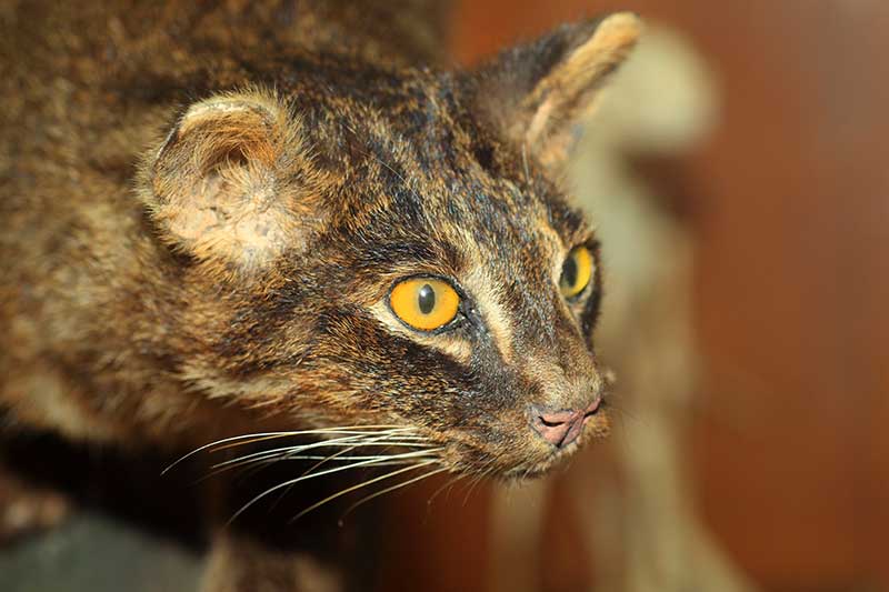 Iriomote Katze Nahaufnahme