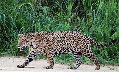 Jaguar