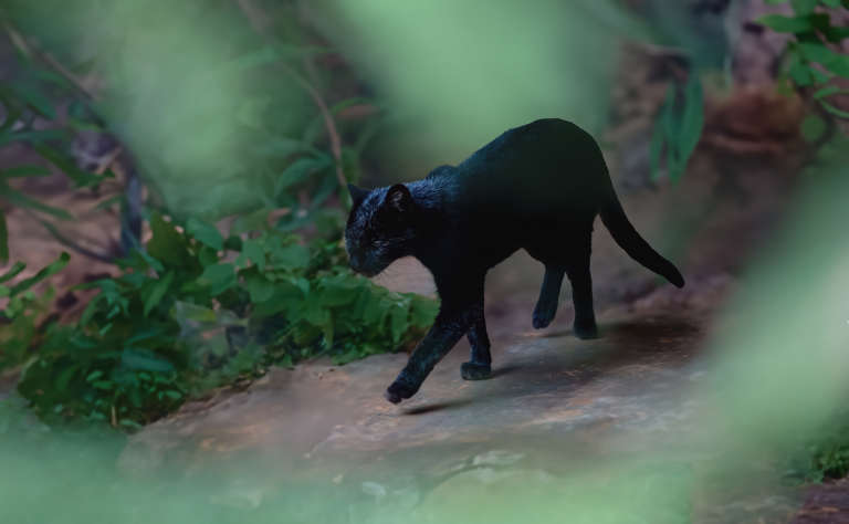 Eine schwarze Kleinfleckkatze (Leopardus geoffroyi)