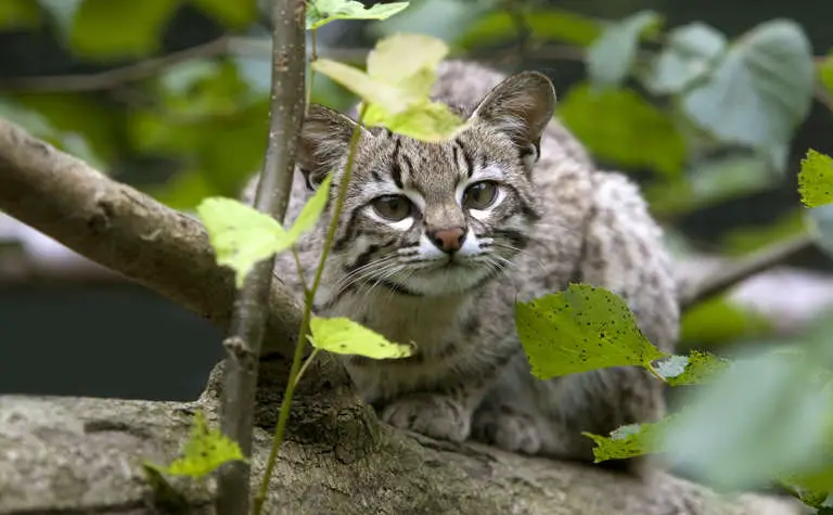 Kleinfleckkatze (Leopardus geoffroyi) im Gebüsch