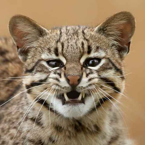 Tigerkatze, Portrait