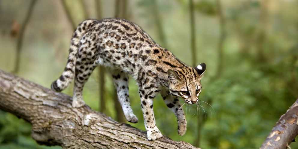 Sichere Bewegungsabläufe im Geäst: Die Tigerkatze