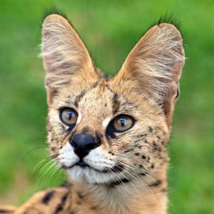 Serval Portrait