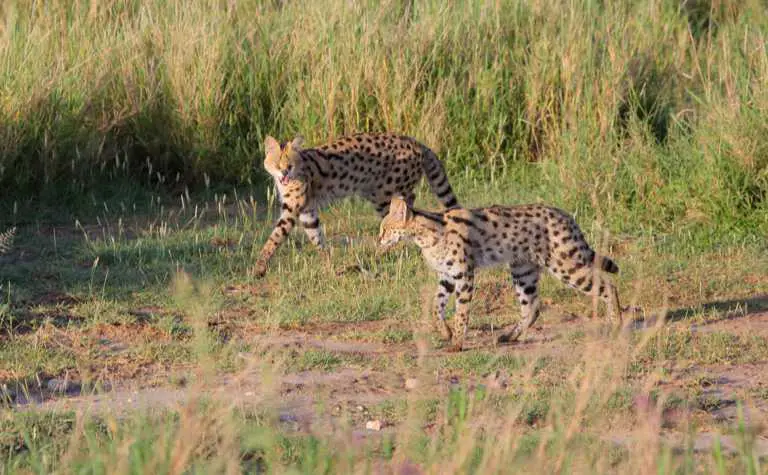 Paarungszeit bei den Servalen