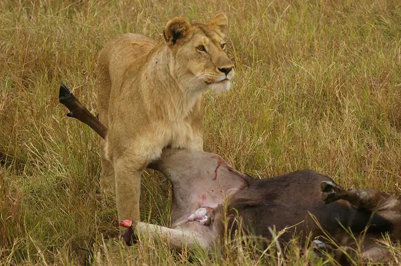 Löwin in der Masai Mara