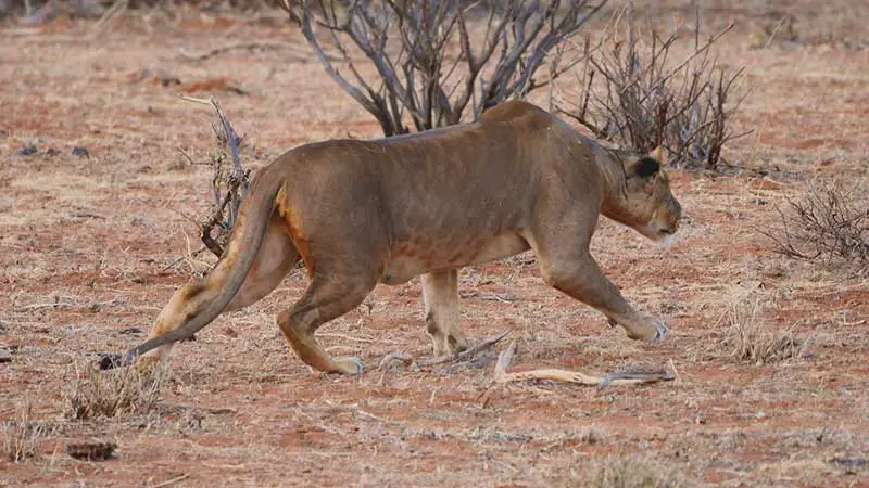 Löwin schleicht sich an ihre Beute heran