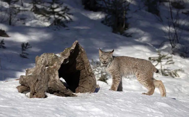 Junger kanadischer Luchs