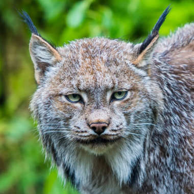 Kanadischer Luchs Portrait