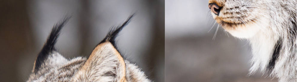 Schwarze Pinsel auf den Ohren und eine deutliche Halskrause