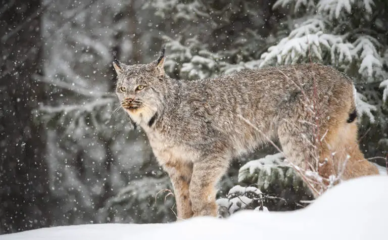 Kanadischer Luchs bei Schneefall