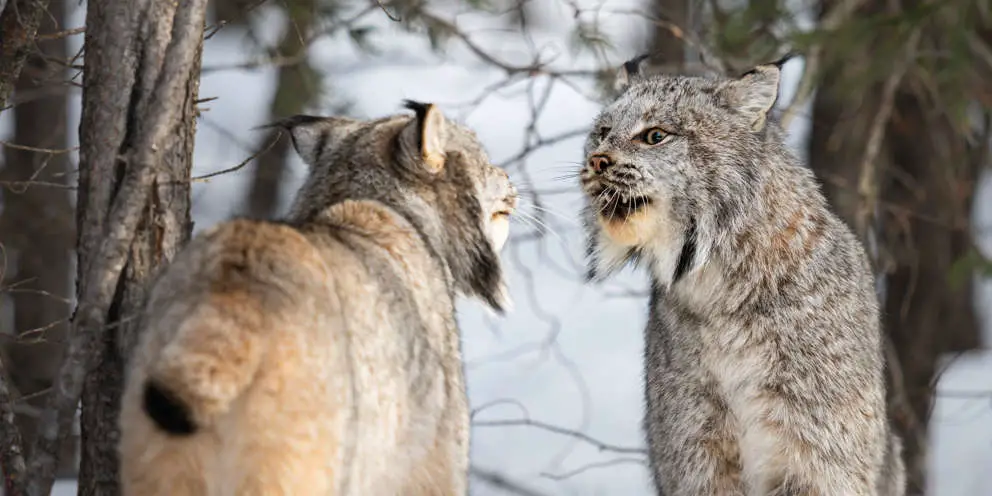 Kanadische Luchse in der Paarungszeit