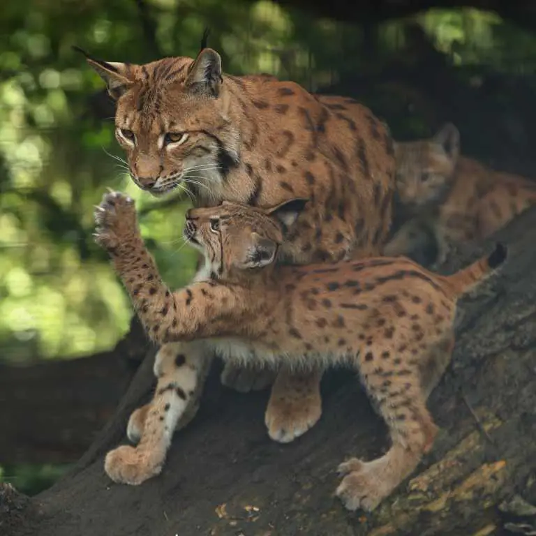 Mama-Luchs und Baby-Luchs