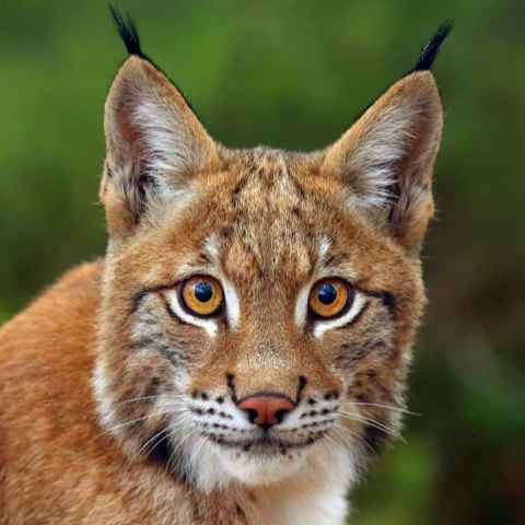Eurasischer Luchs Portrait
