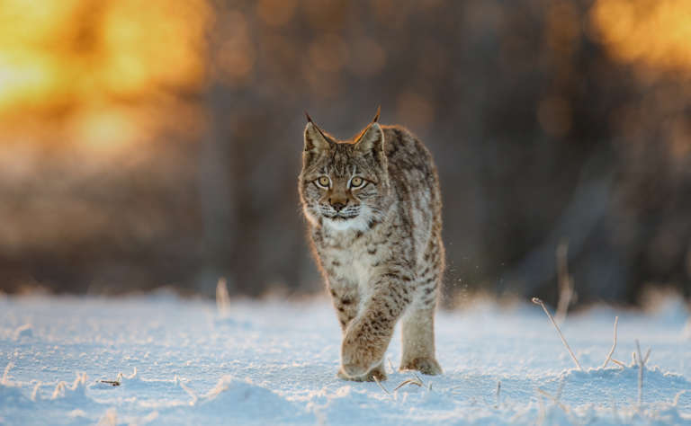 Luchs unterwegs im Schnee