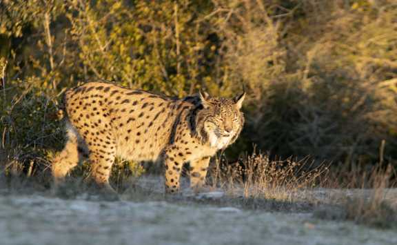 Pardelluchs (Lynx pardinus) - Die letzten Sonnenstrahlen
