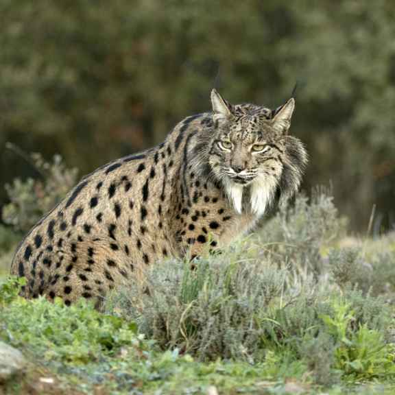 Pardelluchs (Lynx pardinus)