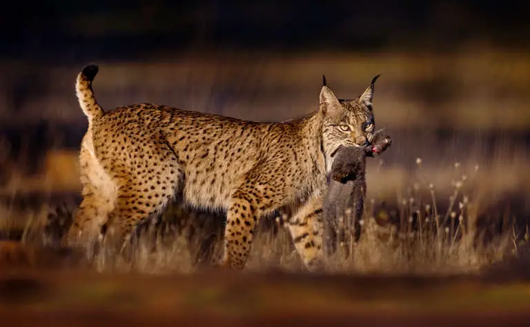 Iberischer Luchs - Erfolgreicher Jäger