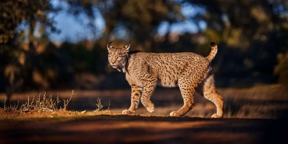 Iberischer Luchs - im mediterranen Wald.