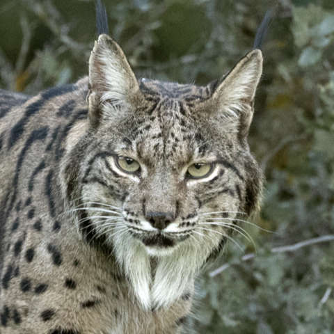 Pardelluchs - Lynx pardinus