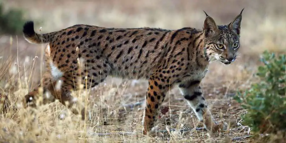 Ansicht der Körperseite des Iberischen Luchses.