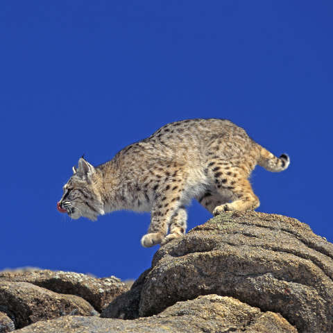 Rotluchs setzt zum Sprung an