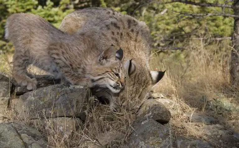 Rotluchsweibchen mit Kind.