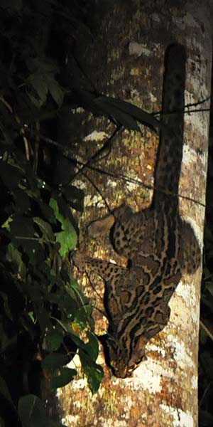 Eurasischer Luchs (Lynx lynx) mit Nachwuchs