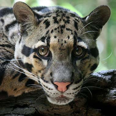 Nebelparder Portrait