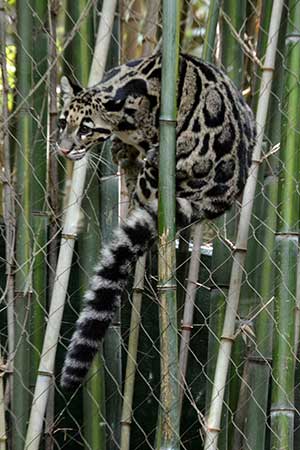 Neofelis nebulosa, Nebelparder hängt im Zaun