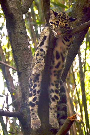 Neofelis nebulosa, Nebelparder schläft in einem Baum