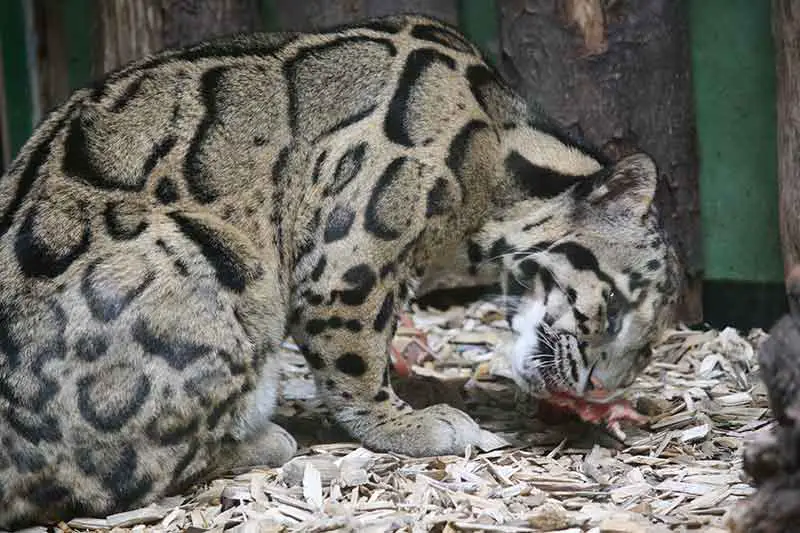 Nebelparder bei einer Mahlzeit