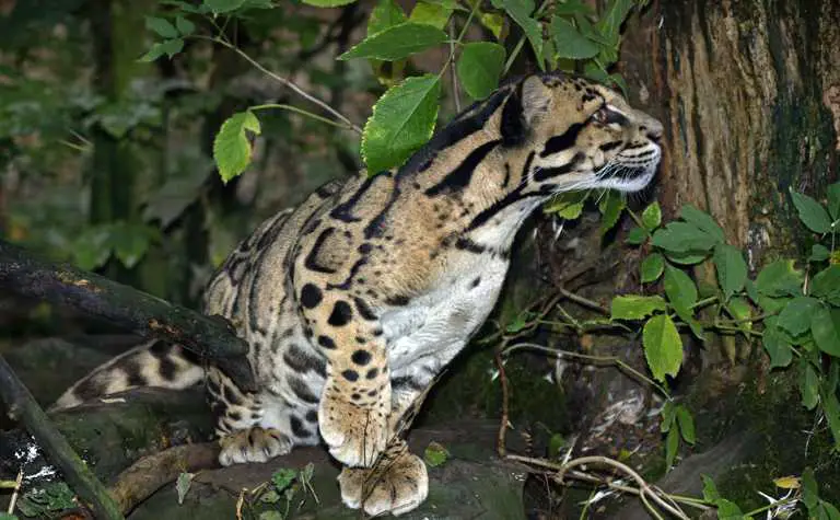 Nebelparder - Bewegungsstudie 2