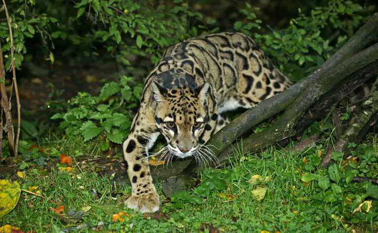 Nebelparder - Bewegungsstudie 1