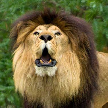 Jaguarundi (Puma yaguaroundi)