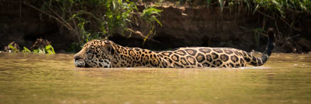 Schwimmender Jaguar