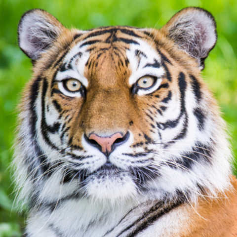 Portrait eines sibirischen Tigers