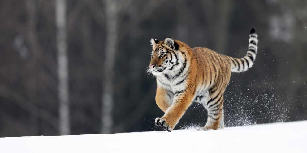 Tiger im Schnee