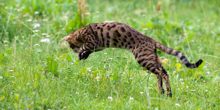 Bengalkatze auf der Jagd