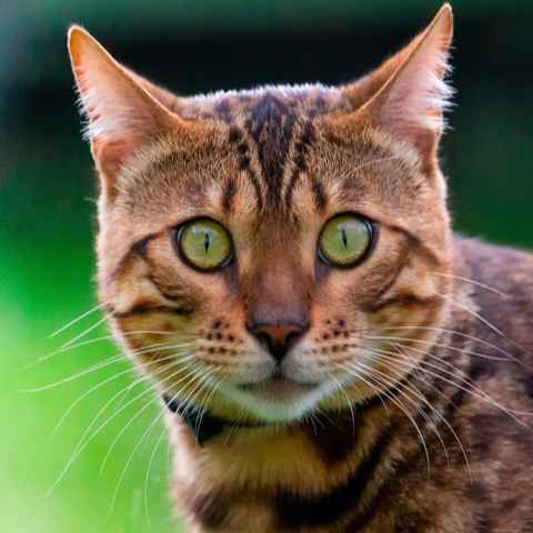 Bengalkatze Portrait