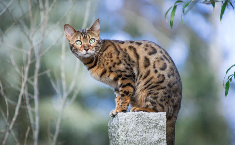 Bengalkatze auf einem Granitpfosten
