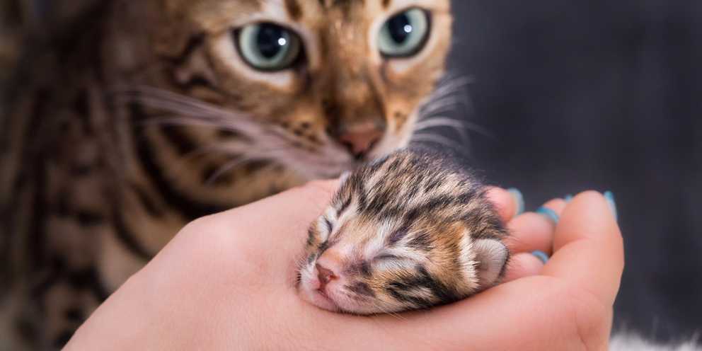 Bengalkatze neugeboren