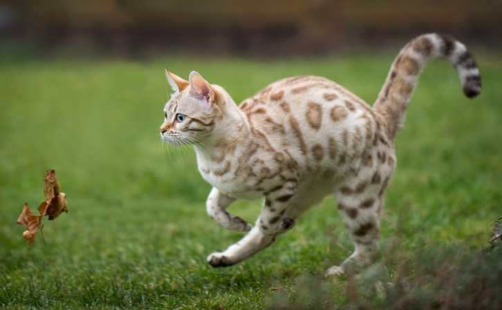 Sehr helle Bengalkatze